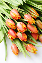 Image showing lovely tulips