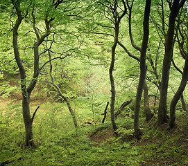 Image showing Spring in Denmark