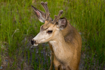 Image showing Deer, Glacier National Park