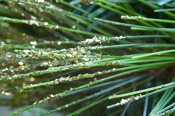 Image showing Fir Needles with Gold Glitter