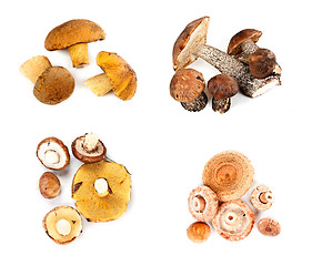 Image showing Different fungi decomposed into four piles