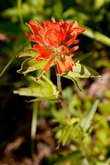 Image showing Wildflower: Indian Paintbrush