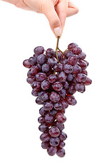 Image showing Girl holding grape