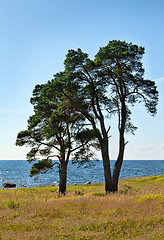 Image showing two trees on the shore of the lake