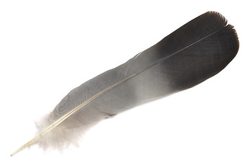 Image showing Isolated Feather