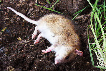 Image showing Redhead poisoned rat on the field