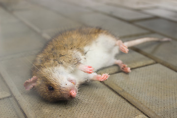 Image showing Rat, poisoned poisonous smoke