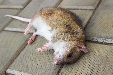 Image showing A poisoned rat