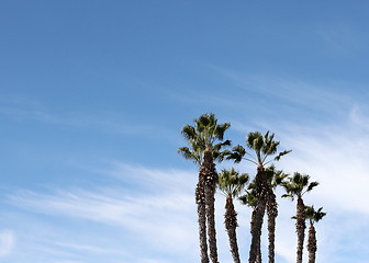 Image showing Palm Trees