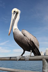 Image showing Pelican