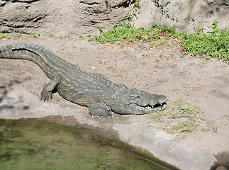 Image showing Alligator ready to look for something to eat