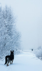 Image showing Dog and winter