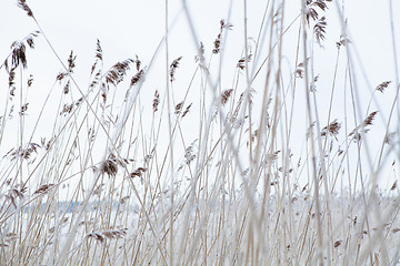 Image showing Reeds in winter