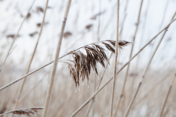 Image showing Reeds in winter