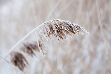 Image showing Reeds in winter