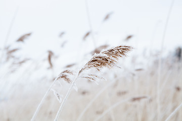 Image showing Reeds in winter