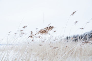 Image showing Reeds in winter