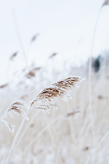 Image showing Reeds in winter