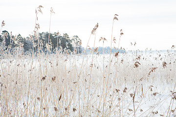 Image showing Reeds in winter