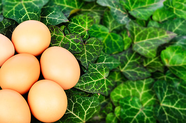 Image showing Group eggs on a background of green leaves