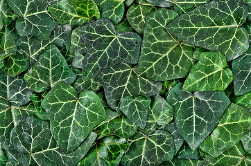 Image showing A background of dark green ivy leaves