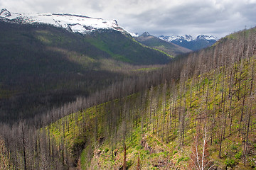 Image showing Forest Fire Area, Glacier National Park