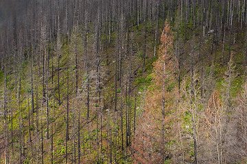 Image showing Forest Fire Area, Glacier National Park