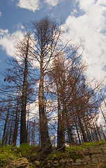 Image showing Forest Fire Site, Glacier National Park