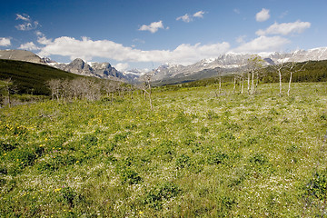 Image showing Wildflowers, Glacier National Park
