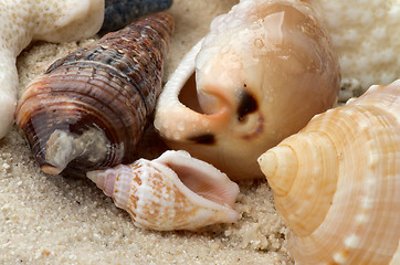 Image showing Conch Shells