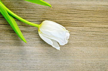 Image showing Tulip white on a wooden board
