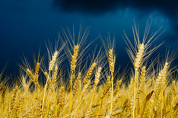 Image showing golden field