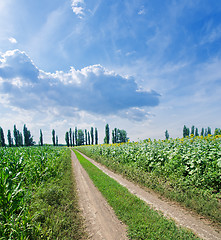 Image showing rural road in green field