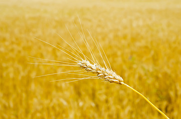 Image showing gold wheat