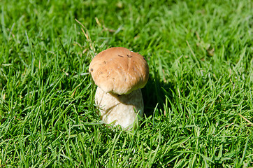 Image showing edible mushroom