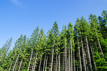 Image showing pine forest under deep blue sky in mountain