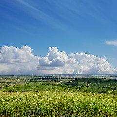 Image showing view to vineyard