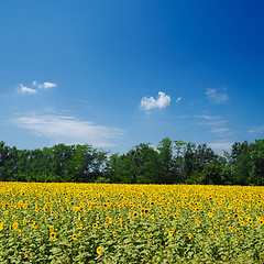 Image showing field with sunflowers