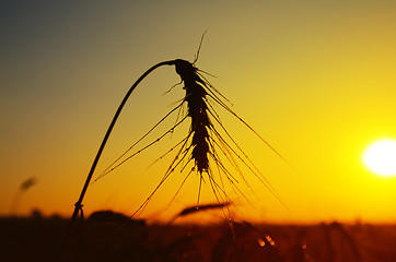 Image showing wet ears of ripe wheat on sunset