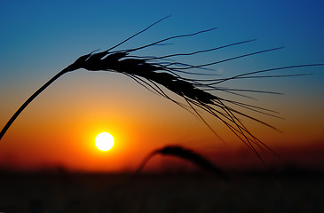 Image showing golden sunset over harvest field