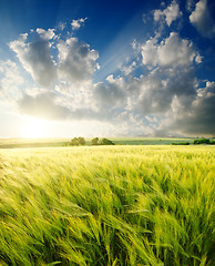 Image showing green barley under sunrays