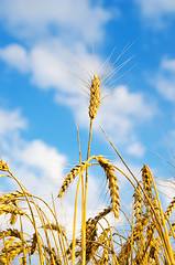 Image showing close up of ripe wheat ears