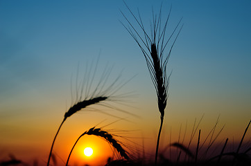 Image showing golden sunset over harvest field