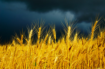 Image showing golden field with dramatic sky