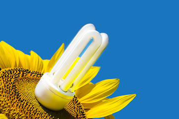 Image showing energy saving bulb and sunflower