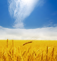 Image showing gold ears of wheat under deep blue sky