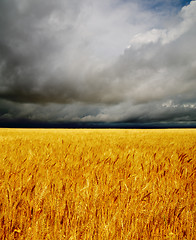 Image showing golden field under dramatic sky