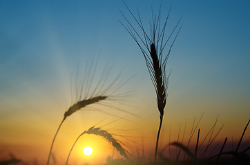 Image showing golden sunset over harvest field