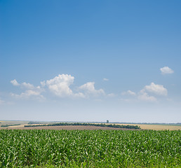 Image showing field with green maize