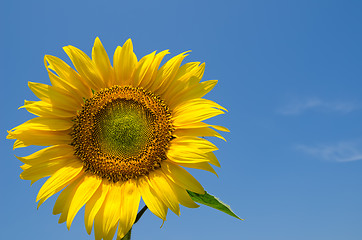 Image showing sunflower with sky over it